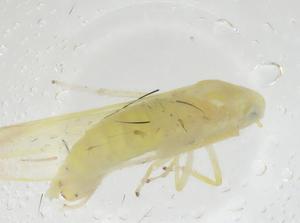  ( - CBG-A25854-G12)  @11 [ ] CreativeCommons - Attribution Share - Alike (2024) Centre for Biodiversity Genomics Centre for Biodiversity Genomics