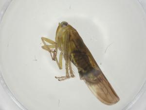  ( - CBG-A25855-C08)  @11 [ ] CreativeCommons - Attribution Share - Alike (2024) Centre for Biodiversity Genomics Centre for Biodiversity Genomics