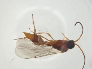  ( - CBG-A25855-G03)  @11 [ ] CreativeCommons - Attribution Share - Alike (2024) Centre for Biodiversity Genomics Centre for Biodiversity Genomics