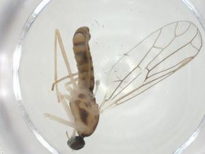  ( - CBG-A25855-G04)  @11 [ ] CreativeCommons - Attribution Share - Alike (2024) Centre for Biodiversity Genomics Centre for Biodiversity Genomics