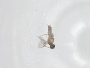  ( - CBG-A25856-G06)  @11 [ ] CreativeCommons - Attribution Share - Alike (2024) Centre for Biodiversity Genomics Centre for Biodiversity Genomics