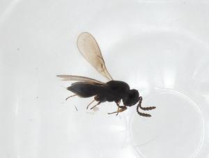  ( - CBG-A25856-H06)  @11 [ ] CreativeCommons - Attribution Share - Alike (2024) Centre for Biodiversity Genomics Centre for Biodiversity Genomics