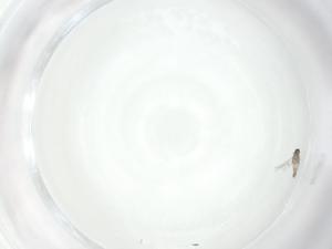  ( - CBG-A25857-A09)  @11 [ ] CreativeCommons - Attribution Share - Alike (2024) Centre for Biodiversity Genomics Centre for Biodiversity Genomics