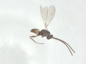  ( - CBG-A25857-C04)  @11 [ ] CreativeCommons - Attribution Share - Alike (2024) Centre for Biodiversity Genomics Centre for Biodiversity Genomics