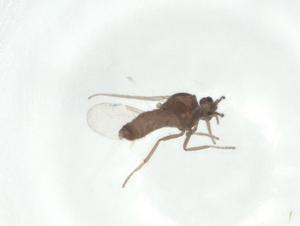  ( - CBG-A25857-F05)  @11 [ ] CreativeCommons - Attribution Share - Alike (2024) Centre for Biodiversity Genomics Centre for Biodiversity Genomics