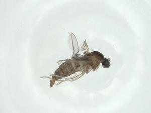  ( - CBG-A25858-E05)  @11 [ ] CreativeCommons - Attribution Share - Alike (2024) Centre for Biodiversity Genomics Centre for Biodiversity Genomics