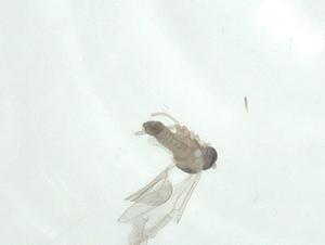  ( - CBG-A25858-F12)  @11 [ ] CreativeCommons - Attribution Share - Alike (2024) Centre for Biodiversity Genomics Centre for Biodiversity Genomics