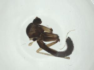  ( - CBG-A25861-A10)  @11 [ ] CreativeCommons - Attribution Share - Alike (2024) Centre for Biodiversity Genomics Centre for Biodiversity Genomics