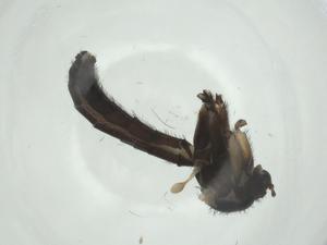  ( - CBG-A25861-B06)  @11 [ ] CreativeCommons - Attribution Share - Alike (2024) Centre for Biodiversity Genomics Centre for Biodiversity Genomics