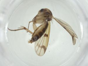  ( - CBG-A25861-B12)  @11 [ ] CreativeCommons - Attribution Share - Alike (2024) Centre for Biodiversity Genomics Centre for Biodiversity Genomics