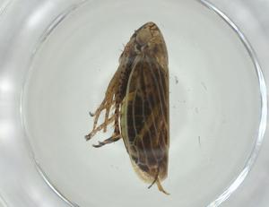  ( - CBG-A25861-D07)  @11 [ ] CreativeCommons - Attribution Share - Alike (2024) Centre for Biodiversity Genomics Centre for Biodiversity Genomics