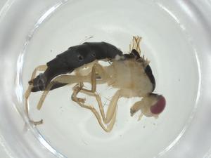  ( - CBG-A25861-G10)  @11 [ ] CreativeCommons - Attribution Share - Alike (2024) Centre for Biodiversity Genomics Centre for Biodiversity Genomics