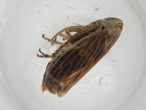  ( - CBG-A25862-A01)  @11 [ ] CreativeCommons - Attribution Share - Alike (2024) Centre for Biodiversity Genomics Centre for Biodiversity Genomics