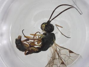  ( - CBG-A25862-B07)  @11 [ ] CreativeCommons - Attribution Share - Alike (2024) Centre for Biodiversity Genomics Centre for Biodiversity Genomics