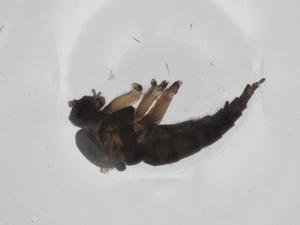  ( - CBG-A25862-D07)  @11 [ ] CreativeCommons - Attribution Share - Alike (2024) Centre for Biodiversity Genomics Centre for Biodiversity Genomics