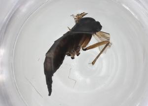  ( - CBG-A25862-H07)  @11 [ ] CreativeCommons - Attribution Share - Alike (2024) Centre for Biodiversity Genomics Centre for Biodiversity Genomics