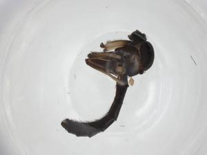  ( - CBG-A25862-H08)  @11 [ ] CreativeCommons - Attribution Share - Alike (2024) Centre for Biodiversity Genomics Centre for Biodiversity Genomics