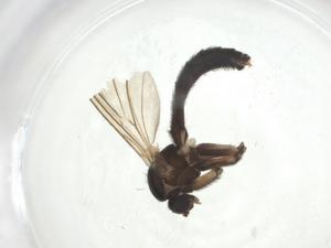  ( - CBG-A25863-B01)  @11 [ ] CreativeCommons - Attribution Share - Alike (2024) Centre for Biodiversity Genomics Centre for Biodiversity Genomics