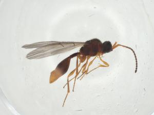  ( - CBG-A25863-B11)  @11 [ ] CreativeCommons - Attribution Share - Alike (2024) Centre for Biodiversity Genomics Centre for Biodiversity Genomics