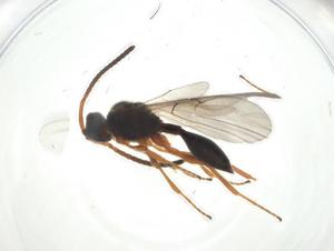  ( - CBG-A25863-F01)  @11 [ ] CreativeCommons - Attribution Share - Alike (2024) Centre for Biodiversity Genomics Centre for Biodiversity Genomics