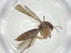  ( - CBG-A25863-F09)  @11 [ ] CreativeCommons - Attribution Share - Alike (2024) Centre for Biodiversity Genomics Centre for Biodiversity Genomics