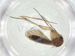  ( - CBG-A25863-F11)  @11 [ ] CreativeCommons - Attribution Share - Alike (2024) Centre for Biodiversity Genomics Centre for Biodiversity Genomics