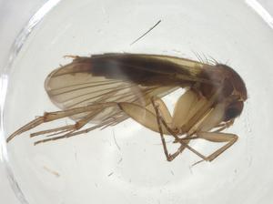  ( - CBG-A25863-G02)  @11 [ ] CreativeCommons - Attribution Share - Alike (2024) Centre for Biodiversity Genomics Centre for Biodiversity Genomics