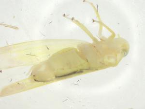  ( - CBG-A25863-G04)  @11 [ ] CreativeCommons - Attribution Share - Alike (2024) Centre for Biodiversity Genomics Centre for Biodiversity Genomics