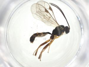  ( - CBG-A25863-H01)  @11 [ ] CreativeCommons - Attribution Share - Alike (2024) Centre for Biodiversity Genomics Centre for Biodiversity Genomics