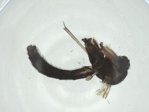  ( - CBG-A25864-C04)  @11 [ ] CreativeCommons - Attribution Share - Alike (2024) Centre for Biodiversity Genomics Centre for Biodiversity Genomics