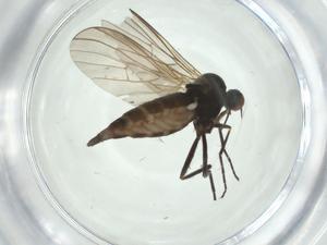  ( - CBG-A25864-H09)  @11 [ ] CreativeCommons - Attribution Share - Alike (2024) Centre for Biodiversity Genomics Centre for Biodiversity Genomics