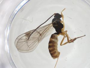  ( - CBG-A25865-A02)  @11 [ ] CreativeCommons - Attribution Share - Alike (2024) Centre for Biodiversity Genomics Centre for Biodiversity Genomics