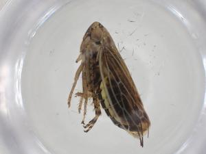  ( - CBG-A25865-C03)  @11 [ ] CreativeCommons - Attribution Share - Alike (2024) Centre for Biodiversity Genomics Centre for Biodiversity Genomics