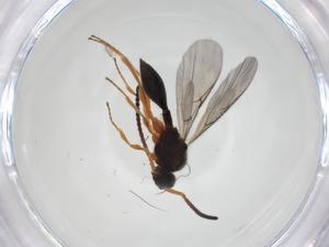  ( - CBG-A25865-D12)  @11 [ ] CreativeCommons - Attribution Share - Alike (2024) Centre for Biodiversity Genomics Centre for Biodiversity Genomics