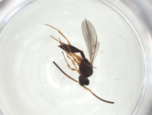  ( - CBG-A25866-A10)  @11 [ ] CreativeCommons - Attribution Share - Alike (2024) Centre for Biodiversity Genomics Centre for Biodiversity Genomics