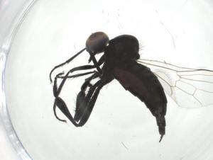  ( - CBG-A25866-C01)  @11 [ ] CreativeCommons - Attribution Share - Alike (2024) Centre for Biodiversity Genomics Centre for Biodiversity Genomics