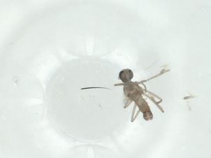  ( - CBG-A25868-D07)  @11 [ ] CreativeCommons - Attribution Share - Alike (2024) Centre for Biodiversity Genomics Centre for Biodiversity Genomics