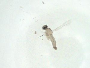  ( - CBG-A25868-G03)  @11 [ ] CreativeCommons - Attribution Share - Alike (2024) Centre for Biodiversity Genomics Centre for Biodiversity Genomics