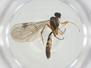  ( - CBG-A25870-B07)  @11 [ ] CreativeCommons - Attribution Share - Alike (2024) Centre for Biodiversity Genomics Centre for Biodiversity Genomics