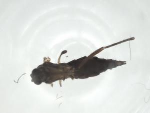  ( - CBG-A25872-F12)  @11 [ ] CreativeCommons - Attribution Share - Alike (2024) Centre for Biodiversity Genomics Centre for Biodiversity Genomics