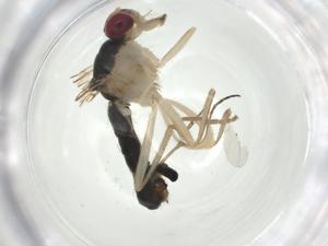  ( - CBG-A25872-H09)  @11 [ ] CreativeCommons - Attribution Share - Alike (2024) Centre for Biodiversity Genomics Centre for Biodiversity Genomics