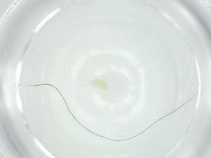  ( - CBG-A25873-G07)  @11 [ ] CreativeCommons - Attribution Share - Alike (2024) Centre for Biodiversity Genomics Centre for Biodiversity Genomics