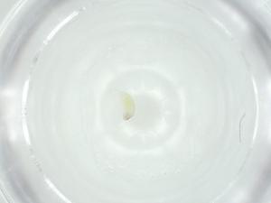  ( - CBG-A25873-G08)  @11 [ ] CreativeCommons - Attribution Share - Alike (2024) Centre for Biodiversity Genomics Centre for Biodiversity Genomics