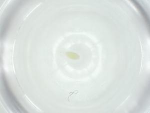  ( - CBG-A25873-G10)  @11 [ ] CreativeCommons - Attribution Share - Alike (2024) Centre for Biodiversity Genomics Centre for Biodiversity Genomics