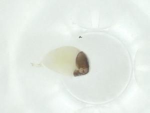  ( - CBG-A25873-G11)  @11 [ ] CreativeCommons - Attribution Share - Alike (2024) Centre for Biodiversity Genomics Centre for Biodiversity Genomics