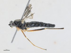  ( - CBG-A25892-C09)  @11 [ ] CreativeCommons - Attribution Share - Alike (2024) CBG Photography Group Centre for Biodiversity Genomics