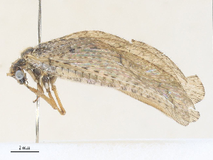  ( - CBG-A25892-E01)  @11 [ ] CreativeCommons - Attribution Share - Alike (2024) CBG Photography Group Centre for Biodiversity Genomics