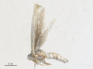  ( - CBG-A25892-F06)  @11 [ ] CreativeCommons - Attribution Share - Alike (2024) CBG Photography Group Centre for Biodiversity Genomics