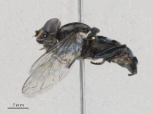  ( - CBG-A25939-B10)  @11 [ ] CreativeCommons - Attribution Share - Alike (2024) CBG Photography Group Centre for Biodiversity Genomics