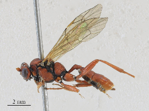  ( - CBG-A25939-D11)  @11 [ ] CreativeCommons - Attribution Share - Alike (2024) CBG Photography Group Centre for Biodiversity Genomics